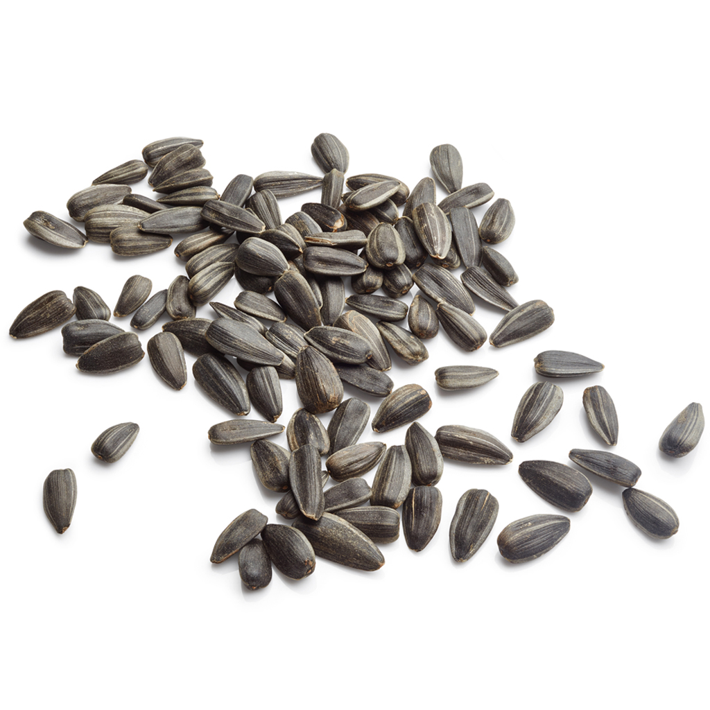 ZB0151 - 5 zakjes Zonnebloemzaden