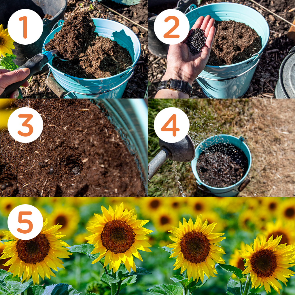 ZB0151 - 5 zakjes Zonnebloemzaden