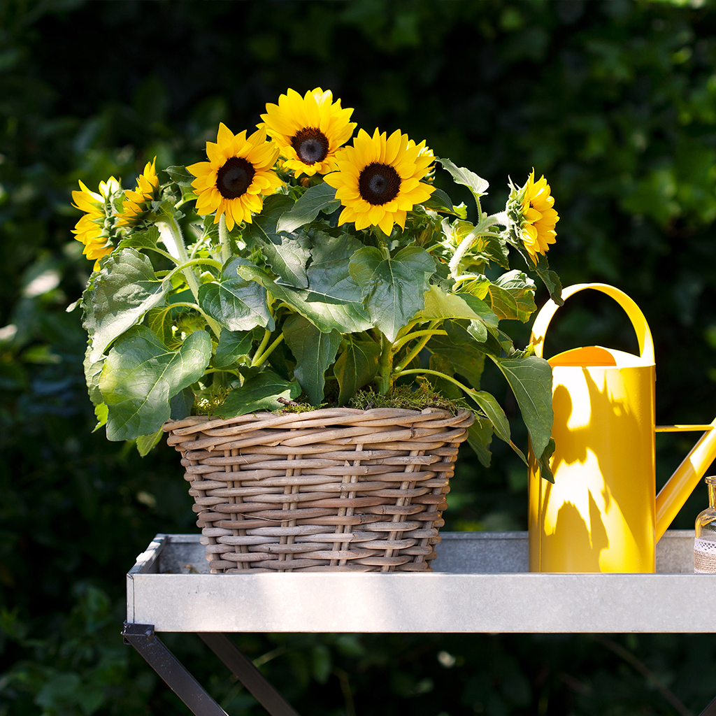 ZB0151 - 5 zakjes Zonnebloemzaden